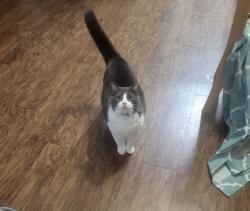 Lost Male Cat last seen Northwest blvd and whisper oaks ln, Georgetown, TX 78628