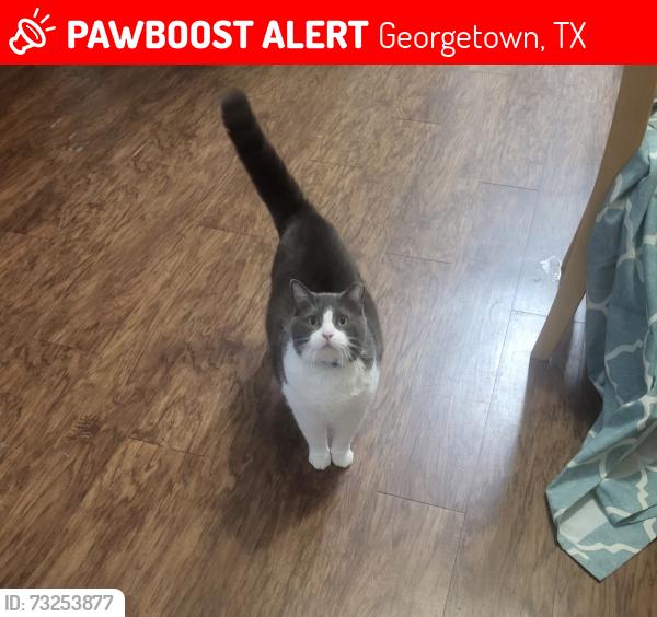 Lost Male Cat last seen Northwest blvd and whisper oaks ln, Georgetown, TX 78628