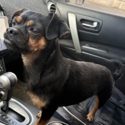 Found/Stray Female Dog last seen Perris hill rd, San Bernardino, CA 92404