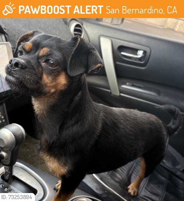 Found/Stray Female Dog last seen Perris hill rd, San Bernardino, CA 92404