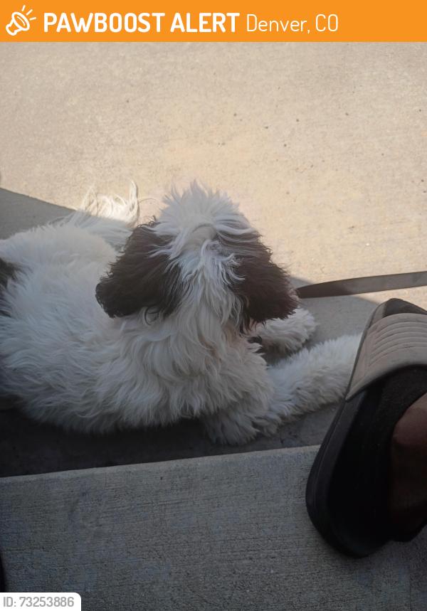 Found/Stray Male Dog last seen Colorado blvd, Denver, CO 80205