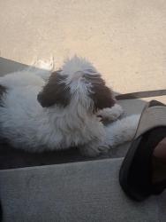 Found/Stray Male Dog last seen Colorado blvd, Denver, CO 80205