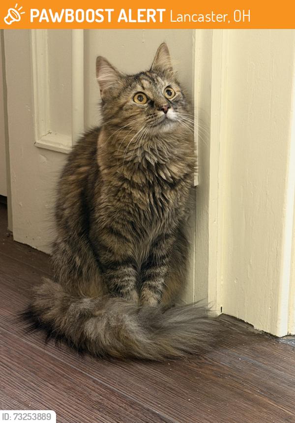Found/Stray Female Cat last seen Downtown fruit passion, Lancaster, OH 43130