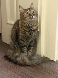 Found/Stray Female Cat last seen Downtown fruit passion, Lancaster, OH 43130