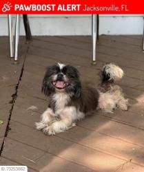 Lost Female Dog last seen Near, Jacksonville, FL 32257