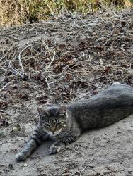 Found/Stray Unknown Cat last seen Meridian and McMillan, Meridian, ID 83646