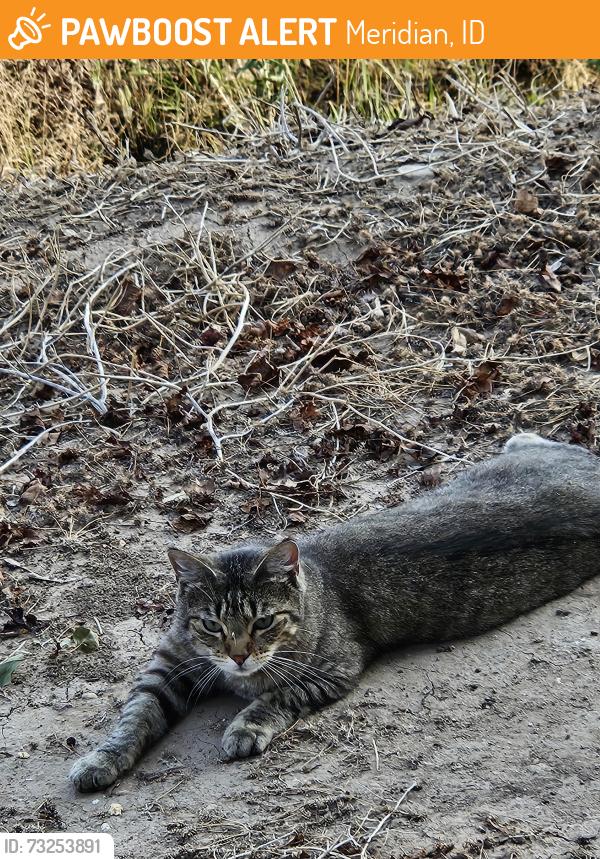 Found/Stray Unknown Cat last seen Meridian and McMillan, Meridian, ID 83646