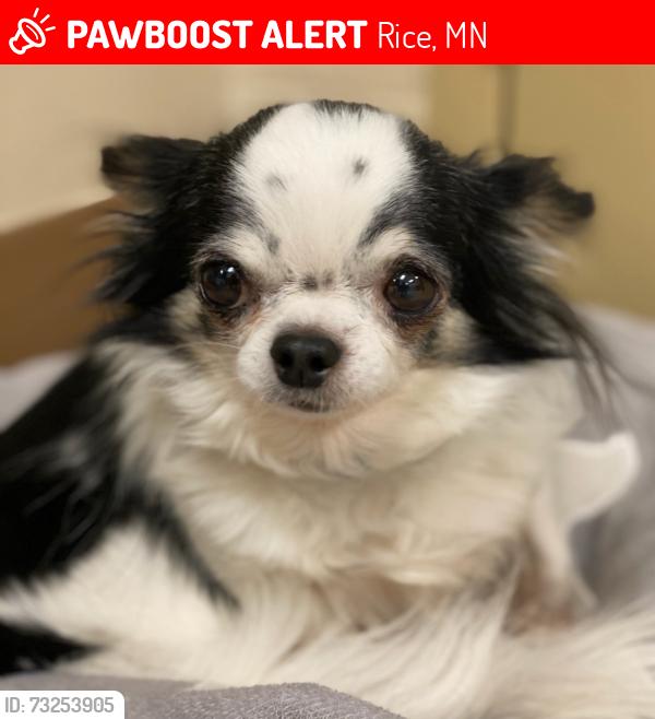 Lost Female Dog last seen 115th street, Rice, MN 56367