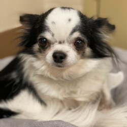 Lost Female Dog last seen 115th street, Rice, MN 56367