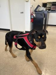 Reunited Male Dog last seen Auburn Blvd., Sacramento, CA 95821