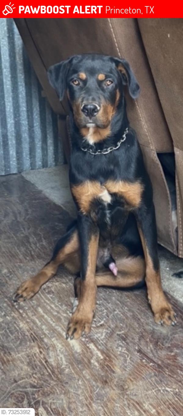 Lost Male Dog last seen Backbone and shamrock park, Princeton, TX 75407