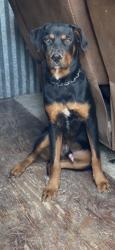 Lost Male Dog last seen Backbone and shamrock park, Princeton, TX 75407