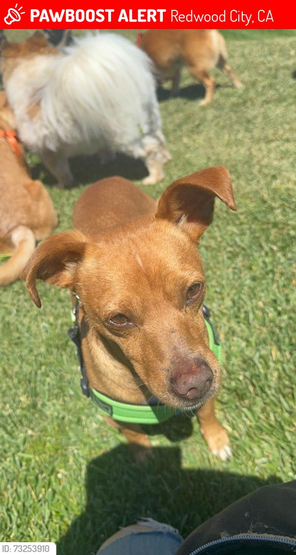 Lost Male Dog last seen Hampton Ave and Valota Road, Redwood City, CA 94061