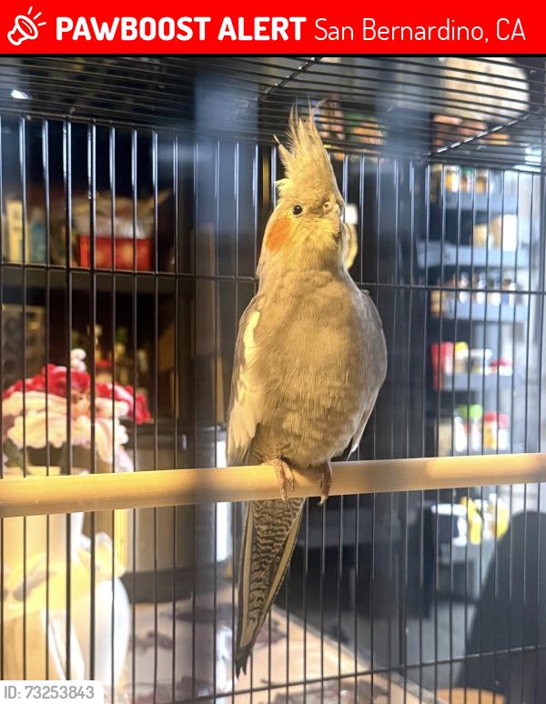 Lost Male Bird last seen Date 08/12/2026, San Bernardino, CA 92401