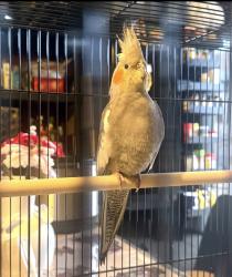 Lost Male Bird last seen Date 08/12/2026, San Bernardino, CA 92401