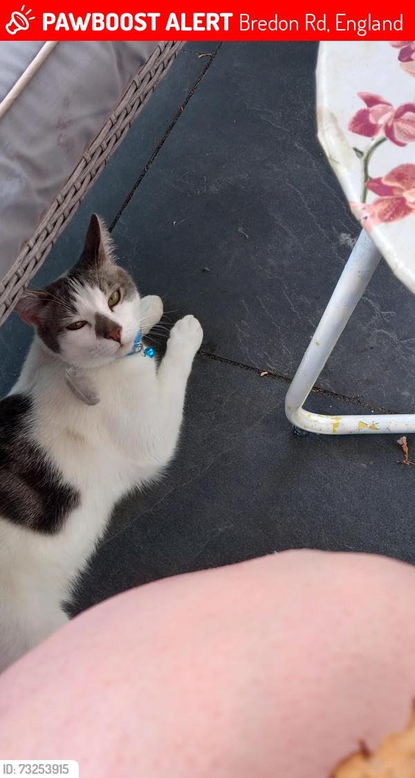 Lost Male Cat last seen The Black Bear, Bredon Rd, England 