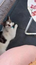 Lost Male Cat last seen The Black Bear, Bredon Rd, England 