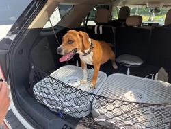 Found/Stray Male Dog last seen Shawnee Dr Church In West Pea Ridge, Huntington, WV 25705