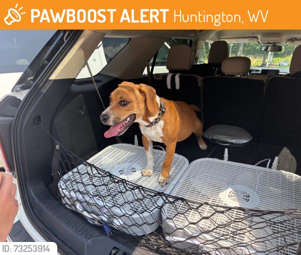 Found/Stray Male Dog last seen Shawnee Dr Church In West Pea Ridge, Huntington, WV 25705