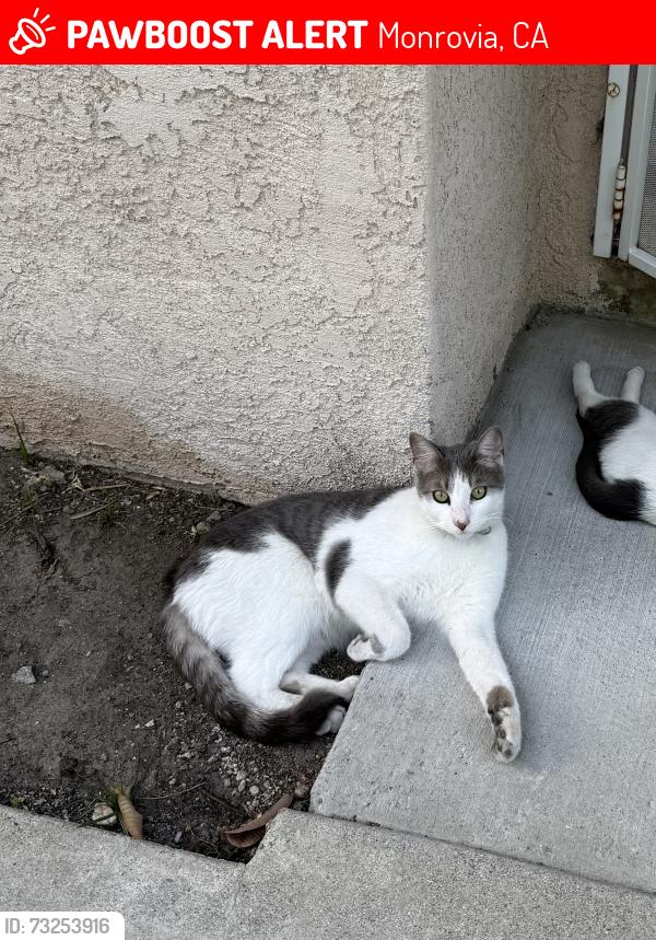 Lost Male Cat last seen Monrovia High School, Monrovia, CA 91016