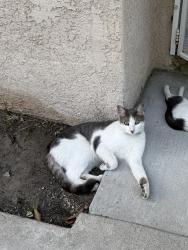 Lost Male Cat last seen Monrovia High School, Monrovia, CA 91016