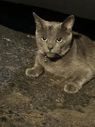 Found/Stray Female Cat last seen Knapp Avenue Dix Street, Rochester, NY 14609
