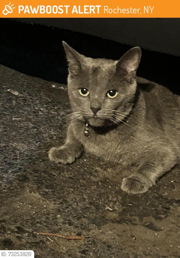 Found/Stray Female Cat last seen Knapp Avenue Dix Street, Rochester, NY 14609