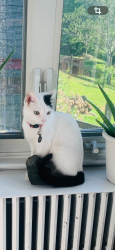 Lost Female Cat last seen Home Avenue, Meriden, CT 06451