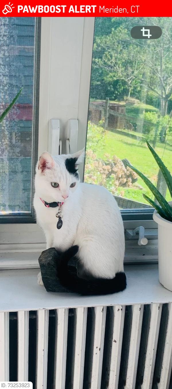 Lost Female Cat last seen Home Avenue, Meriden, CT 06451