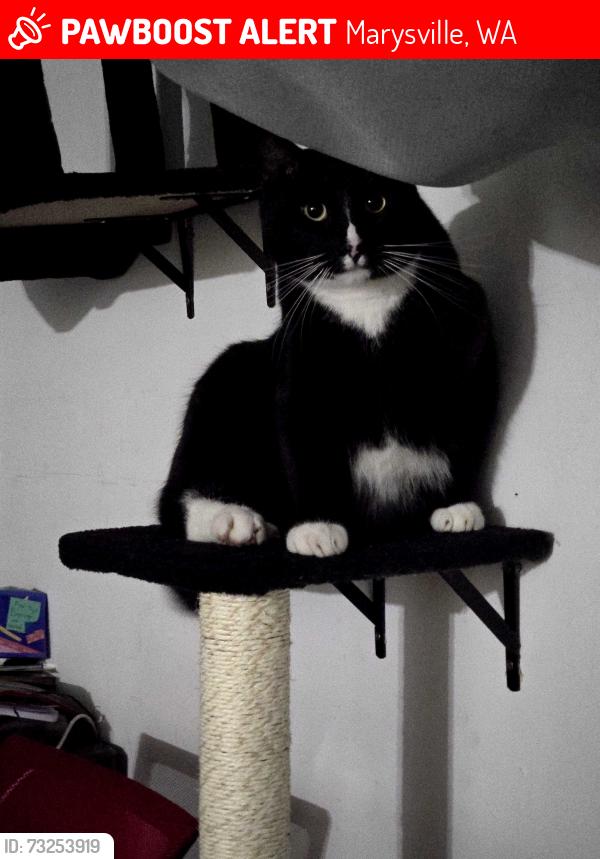 Lost Male Cat last seen Grove st 6722, Marysville, WA 98270