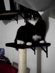 Lost Male Cat last seen Grove st 6722, Marysville, WA 98270
