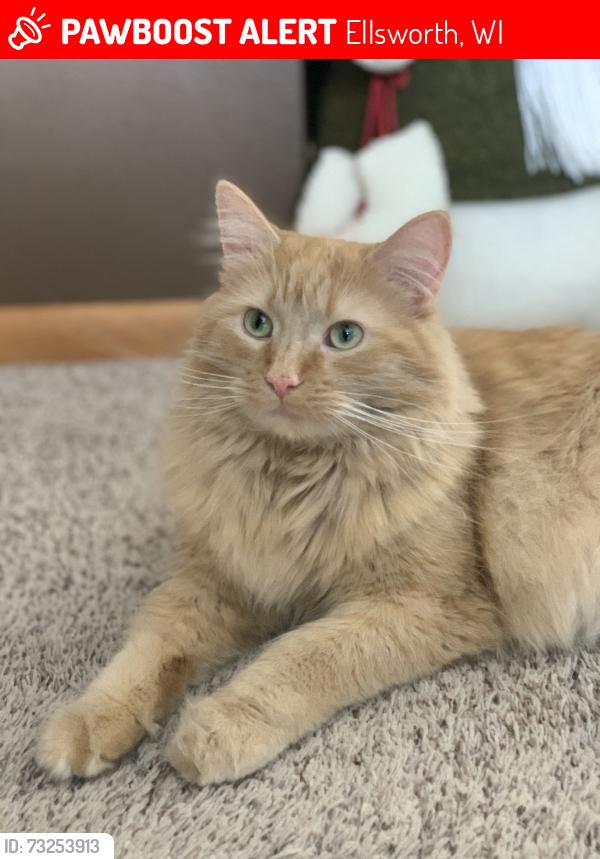 Lost Male Cat last seen Maple street, Ellsworth, WI 54011
