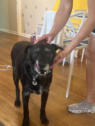 Found/Stray Male Dog last seen Poplar, Memphis, TN 38112