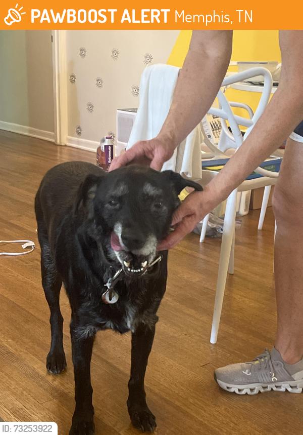 Found/Stray Male Dog last seen Poplar, Memphis, TN 38112