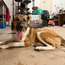 Shelter Stray Male Dog last seen , 2451 N Expressway 281, Edinburg, TX 78541, USA