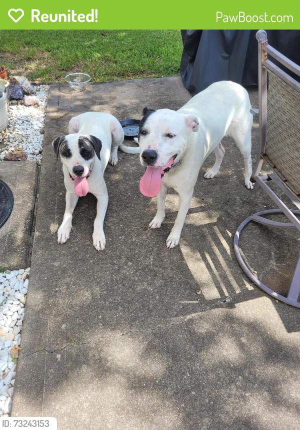 Reunited Male Dog last seen Magnolia Creek Rd & Greenhouse, Houston, TX 77084