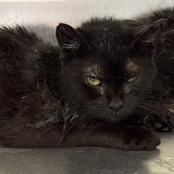 Shelter Stray Female Cat last seen , Animal Care & Control Team of Philly, 111 W Hunting Park Ave, Philadelphia, PA 19140, USA