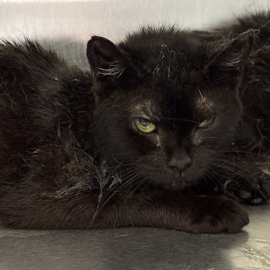 Shelter Stray Female Cat last seen , Animal Care & Control Team of Philly, 111 W Hunting Park Ave, Philadelphia, PA 19140, USA