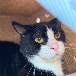 Shelter Stray Male Cat last seen , Animal Care & Control Team of Philly, 111 W Hunting Park Ave, Philadelphia, PA 19140, USA
