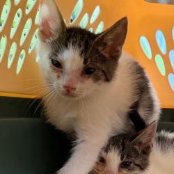 Shelter Stray Male Cat last seen , Animal Care & Control Team of Philly, 111 W Hunting Park Ave, Philadelphia, PA 19140, USA