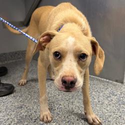 Shelter Stray Female Dog last seen , 328 Furman Hall Rd, Greenville, SC 29609, USA