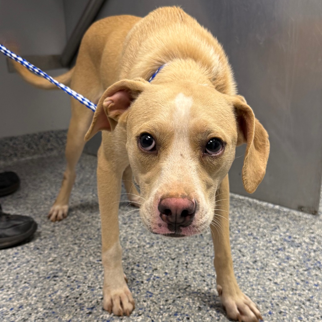 Shelter Stray Female Dog last seen , 328 Furman Hall Rd, Greenville, SC 29609, USA