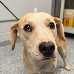Shelter Stray Female Dog last seen , 328 Furman Hall Rd, Greenville, SC 29609, USA