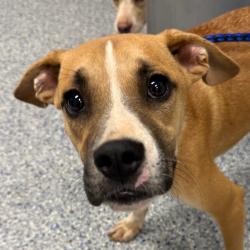 Shelter Stray Female Dog last seen , 328 Furman Hall Rd, Greenville, SC 29609, USA