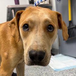 Shelter Stray Male Dog last seen , 328 Furman Hall Rd, Greenville, SC 29609, USA
