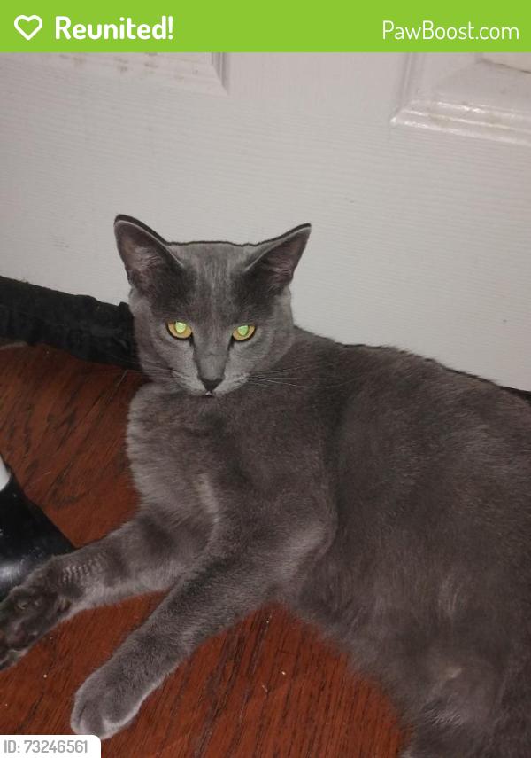 Reunited Female Cat last seen Kennedy Dr, Milpitas, CA 95035, USA, Milpitas, CA 95035