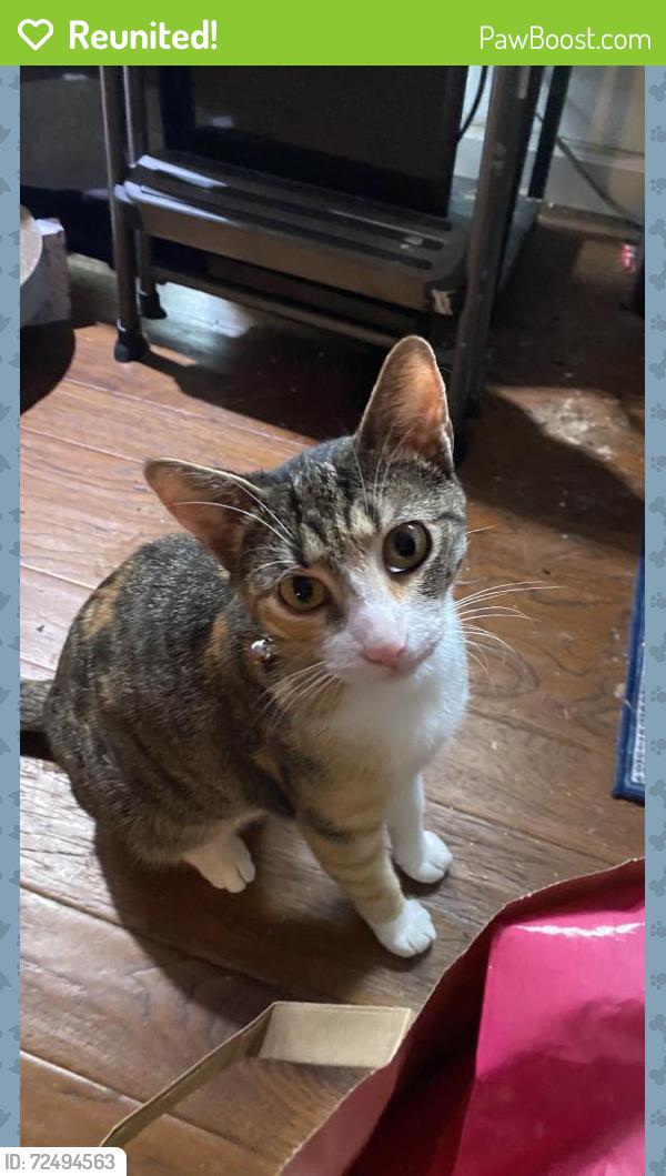 Reunited Female Cat last seen Kennedy Dr, Milpitas, CA 95035, USA, Milpitas, CA 95035