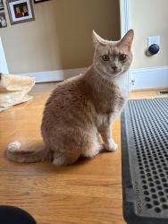 Reunited Male Cat last seen Dunbarton Ct, Winston-Salem, NC 27107