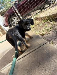 Lost Male Dog last seen Manzano expy, Los Lunas, NM 87060