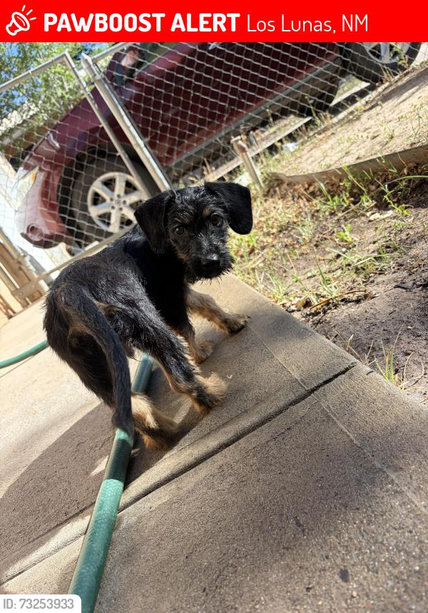 Lost Male Dog last seen Manzano expy, Los Lunas, NM 87060